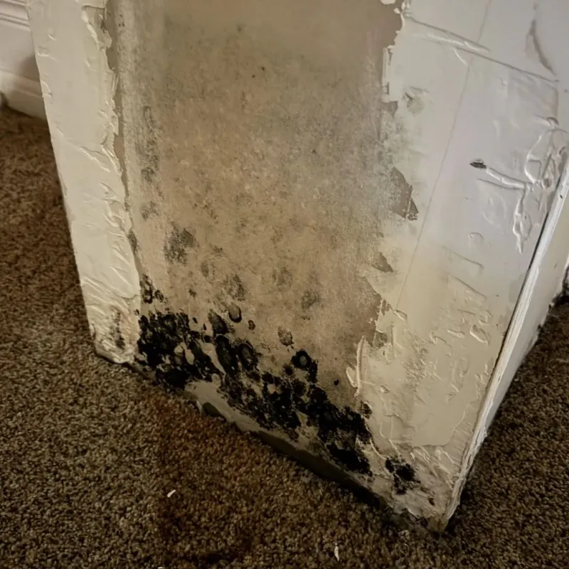 Professional Mold Removal in West Melbourne, FL